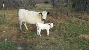 British White cow-calf pair