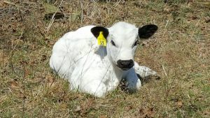 British White calf picture